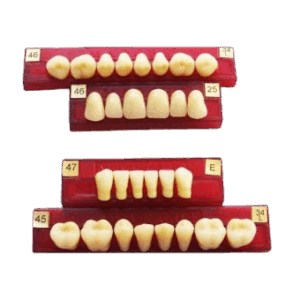 Diente Marche Tablilla Posterior